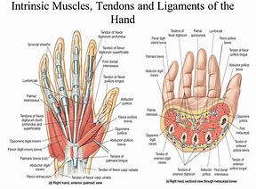 repetitive-strain-injuries-treatments-acupuncture-brisbane-northside-7